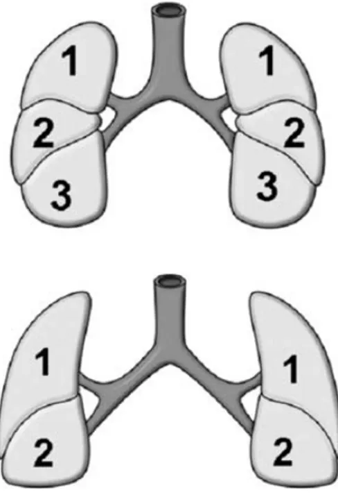 Figura 1. In alto due bronchi e due polmoni di morfologia destra, con tre lobi e breve tratto del bronco  comune prima della biforcazione, in basso due bronchi e due polmoni di morfologia sinistra, con due lobi e  un tratto di bronco comune più lungo prima