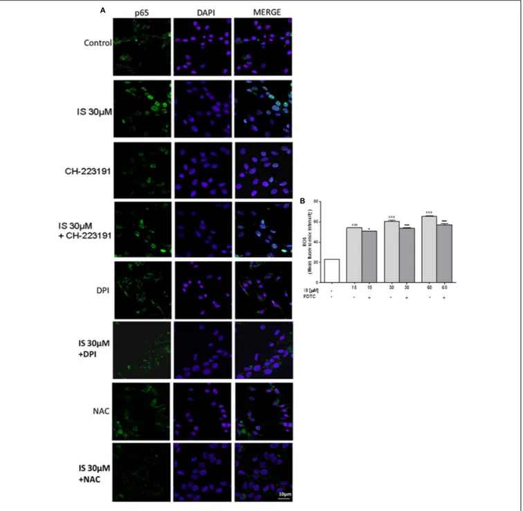 FIGURE 2 | Effect of IS (30 µM) on p65 nuclear translocation in C6 cells in presence of the antagonists CH-223191, DPI and NAC in C6 cells (A)