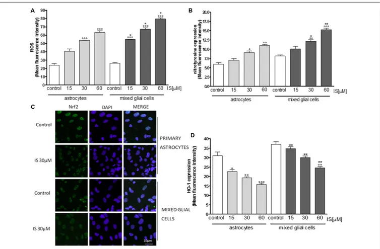 FIGURE 3 | Effect of IS (15–60 µM) on ROS formation (A), evaluated by means of the probe H 2 DCF-DA, in astrocytes and mixed glial cells