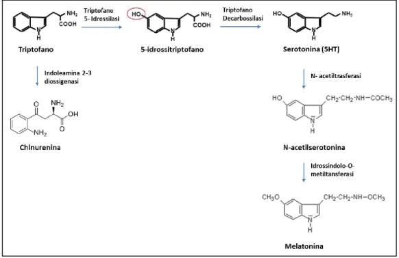 Figura 1.4: Vie di biosintesi di serotonina, chinurenina e melatonina. 