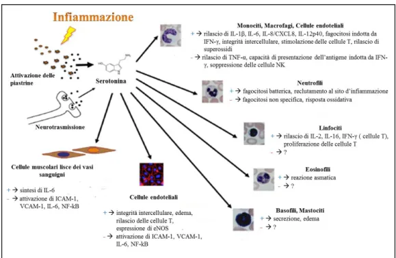 Figura  1.6:  Panoramica  della  complessità  di  funzioni  svolte  dalla  serotonina  in  risposte infiammatorie ed immunitarie [Duerschmied D