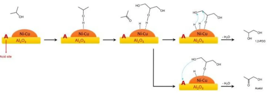 Figure 1.7 Mechanism of CTH of glycerol over Ni-Cu/Al 2 O 3  catalyst. 
