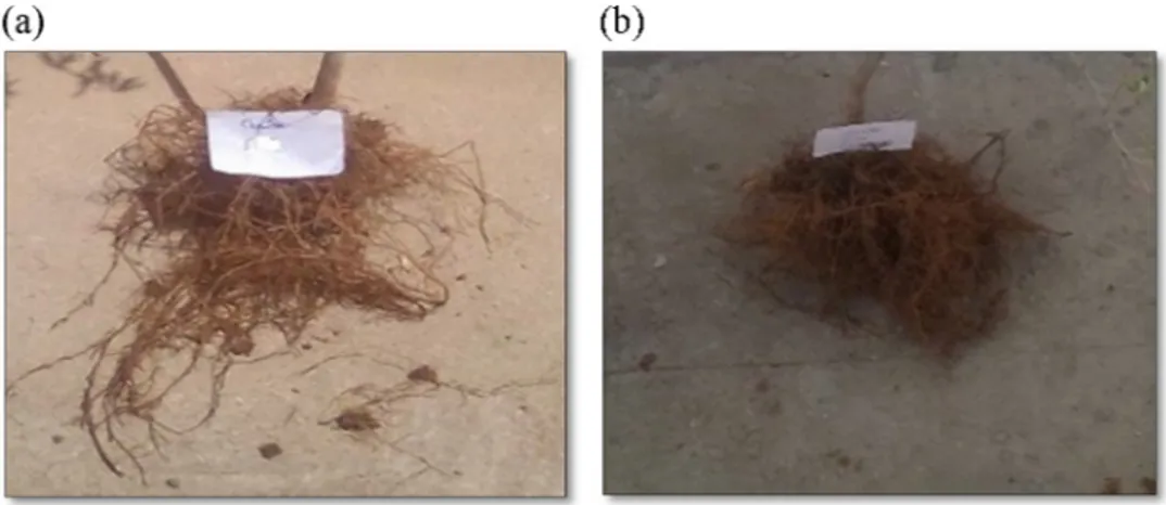 Fig. 1. Root density of ‘Chemlali’ plants irrigated with TW (a) and TWW (b). TW = irrigated trees with tap water; TWW = irrigated trees with