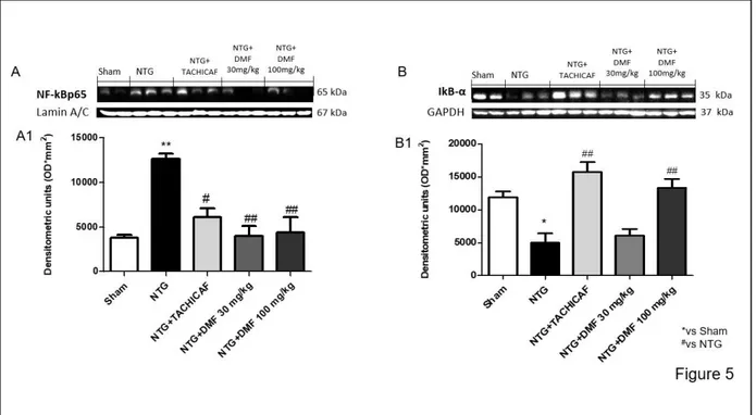 Figure 4.5: Effects of DMF on NF-κB inflammatory pathway in NTG-induced migraine 