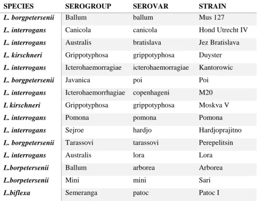 Table 2.c Leptospira species, serogroups, serovars and strains evaluated 