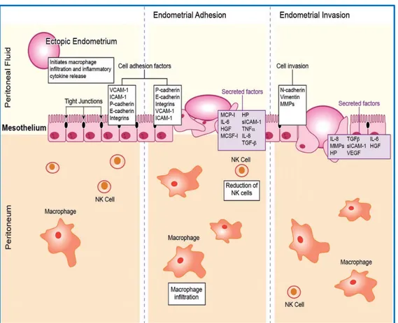Figure 7. Potential role of macrophages for the development of endometriotic implants  within the peritoneum