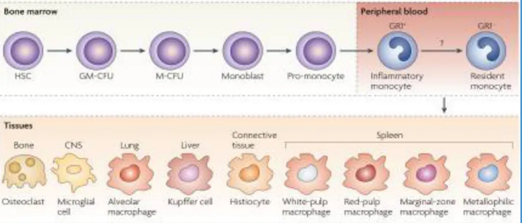 Figure 1. Origin, maturation and differentiation of Monocytes/Macrophages. 