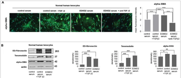 Figure 5. TGF b2 from EDMD2 serum induces ﬁbrosis markers in normal human tenocytes. (A) Immunoﬂuorescence staining of alpha- alpha-SMA in normal human tenocytes cultured in the presence of control serum, control serum + TGF b2, EDMD2 serum or EDMD2 serum 