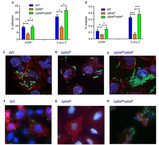 Fig. 1. PbsP is involved in interactions between GBS and epithelial cells: 