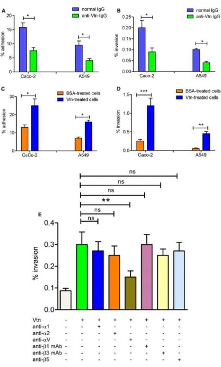 Fig. 5. The Vtn/αv integrin axis is involved in interactions between GBS and epithelial cells