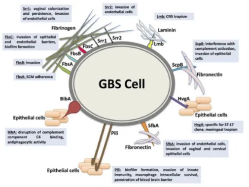 Fig. 3 shows some of the most important adhesins, which enable GBS to adhere 