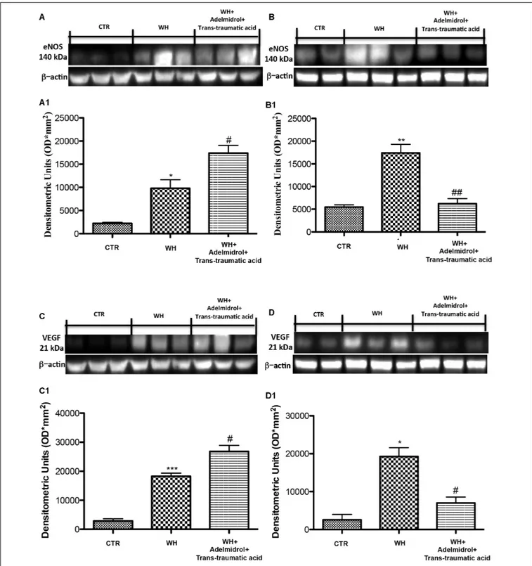 FIGURE 8 | Effects of adelmidrol + trans-traumatic acid on eNOS and VEGF expression in diabetic mice after 6 and 12 days from wound induction