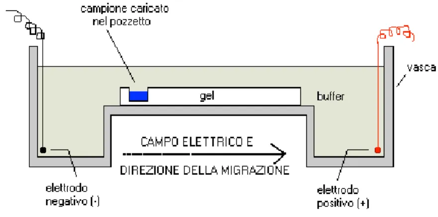 Fig. 12. Rappresentazione grafica di un apparato elettroforetico su gel di agarosio. 