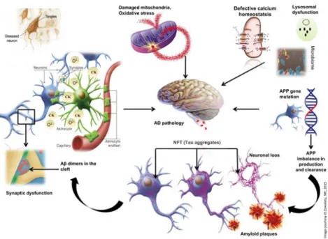 Figure 9. Schematic representation of the pathology of Alzheimer's disease 