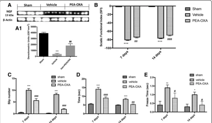 Fig. 6 Effect of PEA-OXA on neural regeneration and functional recovery after sciatic nerve crush