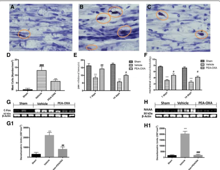 Fig. 2 Effect of PEA-OXA on mast cells density and pain behavior. The blue toluidine staining for highlight the mast cells, a for sham group