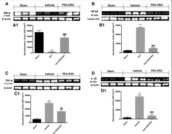 Fig. 3 Effect of PEA-OXA on inflammatory response after sciatic nerve crush. Western blot analysis of the lumbar portion of the spinal cord showed the expression and relative densitometric analysis for: Ikb- α (a, a1); for Nf-κb (b, b1); for TNF-α (c, c1);