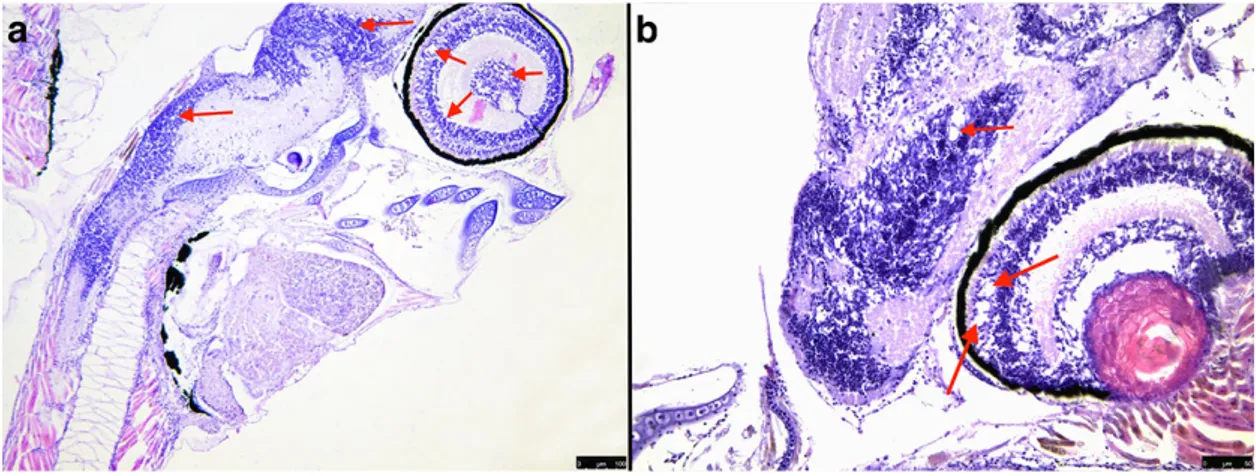 Figure 14. Histological evidence of multifocal empty areas 6-10μm, irregular in shape, found in the retina and 