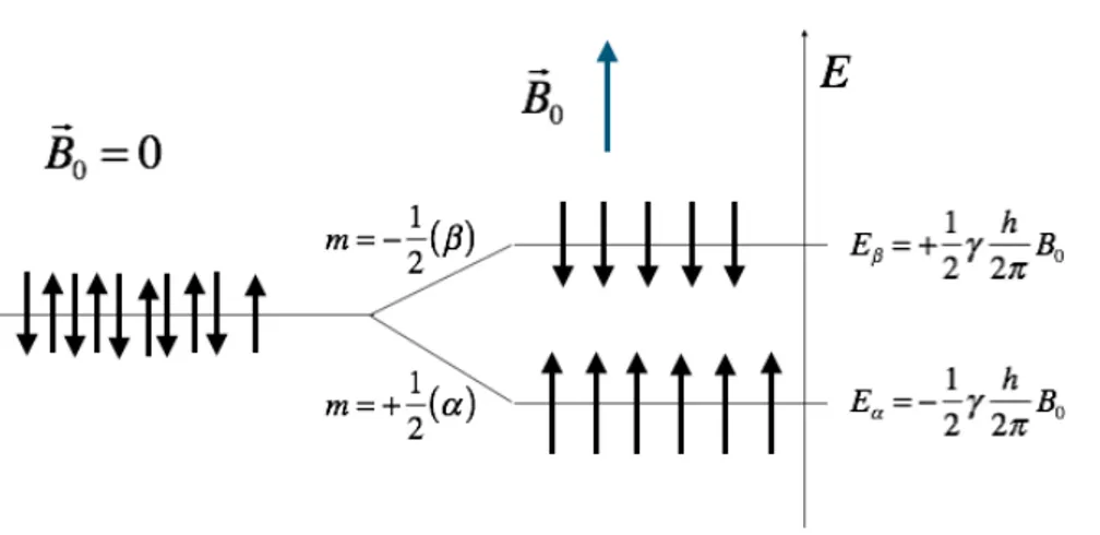 Figure 5 - The separation between the levels is directly proportional to the  applied magnetic field (Courtesy of Dr Silvia Capuani)