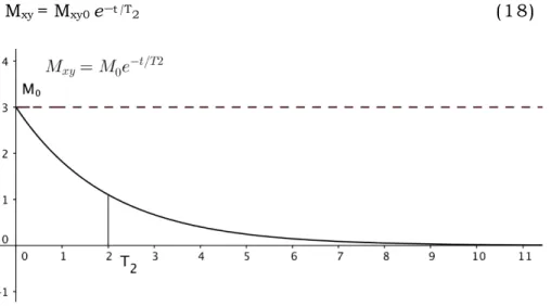Figure 11 - Trend of magnetization M xy  as a function of time (Courtesy of Dr 