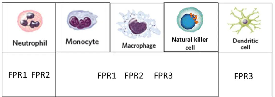 Figure 2. FPRs in immune cells 