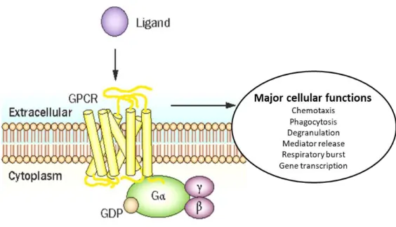 Figure 3. Main inflammatory responses 