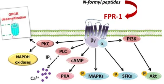 Figure 4. FPR-1 signal transduction 