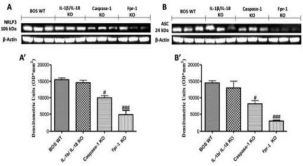 Figure 10. Effects of the absence of IL-1β/IL-18, Casp-1 and Fpr-1 on the NRLP3 inflammasome  pathway  