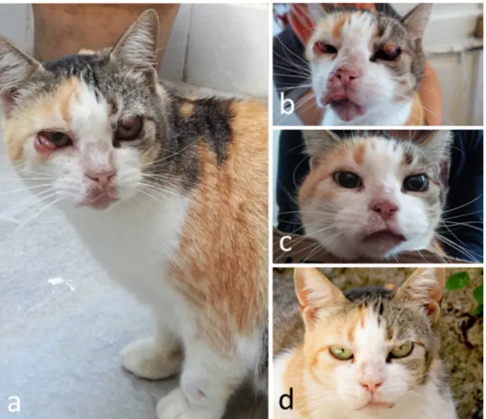 Fig. 1 a Clinical signs observed in the leishmaniotic cat at the first veterinary examination (October 2014)