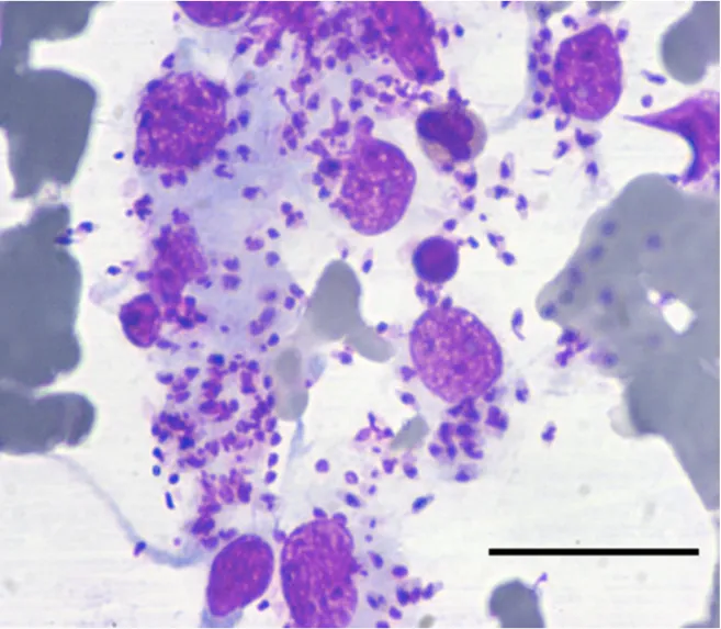 Fig. 2 Cytology of the fine needle aspirate of the nodular skin lesion on the eyelid. Note the high load of Leishmania 