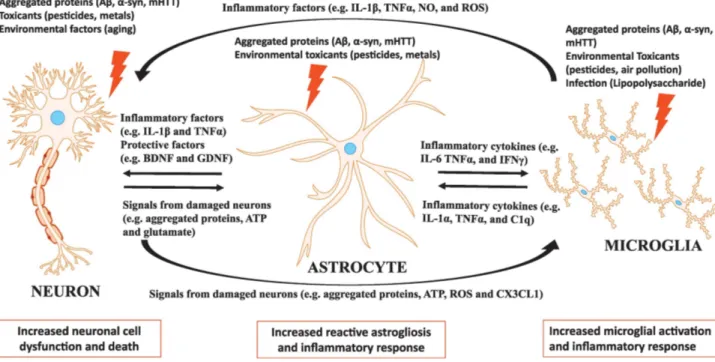 Figure 1.3 The neuron-astrocyte and microglia interaction in neuroinflammation (Neal &amp; 