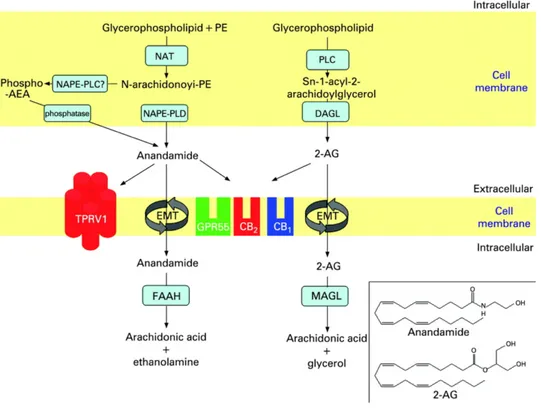 Figure 2.1.1 Biosynthesis and breakdown of the two best-studied endocannabinoids, anandamide 