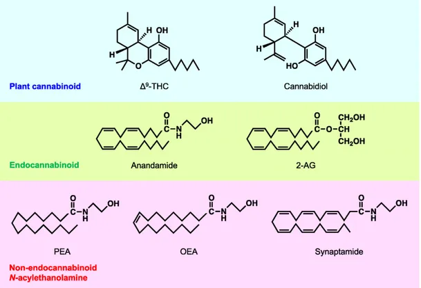 Figure 2.1.2 Chemical structures of plant cannabinoids, endocannabinoids and N-acetyl 