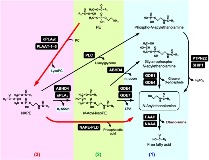 Figure 2.2.1 Metabolism  of  N-acylethanolamine (K. Tsuboi, Uyama, Okamoto, &amp; Ueda, 2018) 