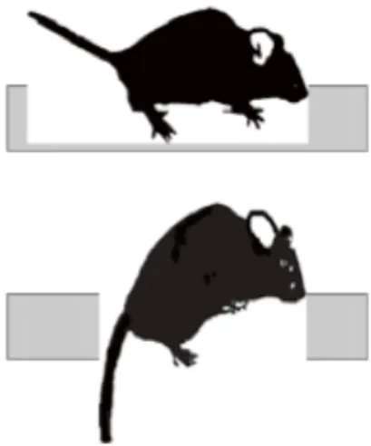 Figure 4.2- Representative images of  on the top side, a normal performance, and in the lower side a  hid paw slip  