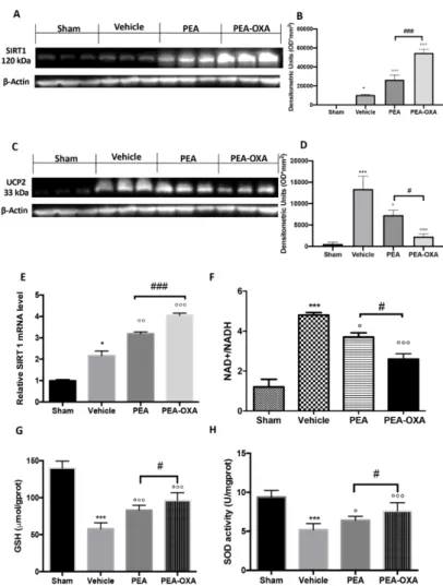 Figure 3. The efficacy of PEA-OXA on SIRT1 and UCP2 expression, the NAD + /NADH ratio, GSH, and 