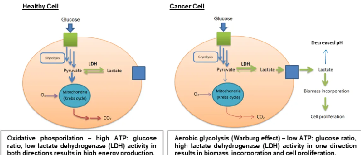 Figure 1.1.  Metabolism in healthy and cancer cells. 