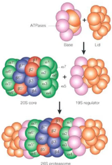 Figure 6. Proteasome structure  
