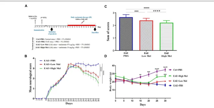 FIGURE 1 | Melatonin ameliorates the clinical scores of EAE. (A) Schematic representation of the experimental procedures