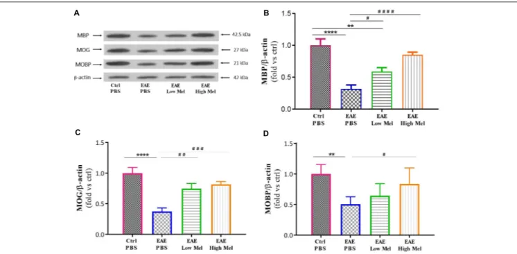 FIGURE 5 | Effect of melatonin on oligodendrocyte markers in brain homogenates. (A) Western blot analysis of myelin basic protein (MBP), myelin oligodendrocyte glycoprotein (MOG), and myelin-associated oligodendrocytic basic protein (MOBP) in the brain