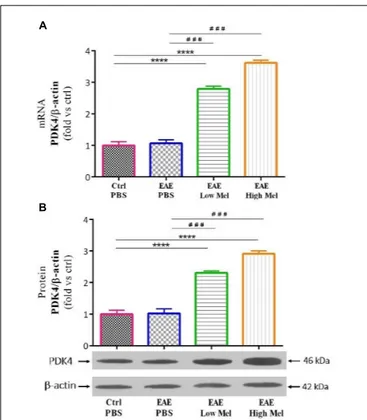 FIGURE 6 | The effects of melatonin on PDK4 levels in brain homogenate. (A) mRNA expression levels of PDK4 assessed by real time-PCR