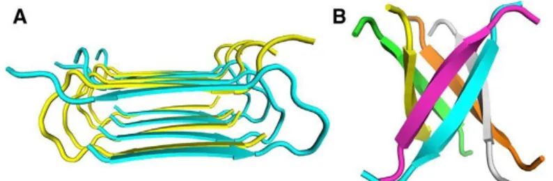 Fig. 7 Molecular Structural Models for Two Types of Aggregation Intermediates (A) Protofibrils 