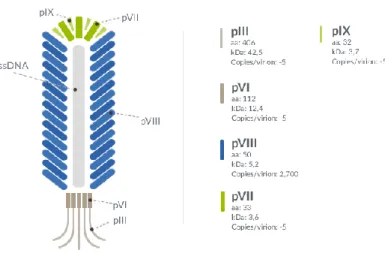 Fig. 8  Schematic representation of M13 Bacteriophage 