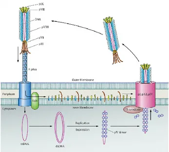 Fig. 9 Life cycle of Phage M13 