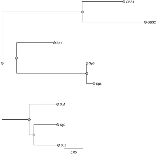 Figure 3: Comparative view of phylogenetic tree (based on a concatenated  alignment of 8 recombinant proteins).Trees include Bootstrap are shown on the  nodes of the phylogenetic tree.