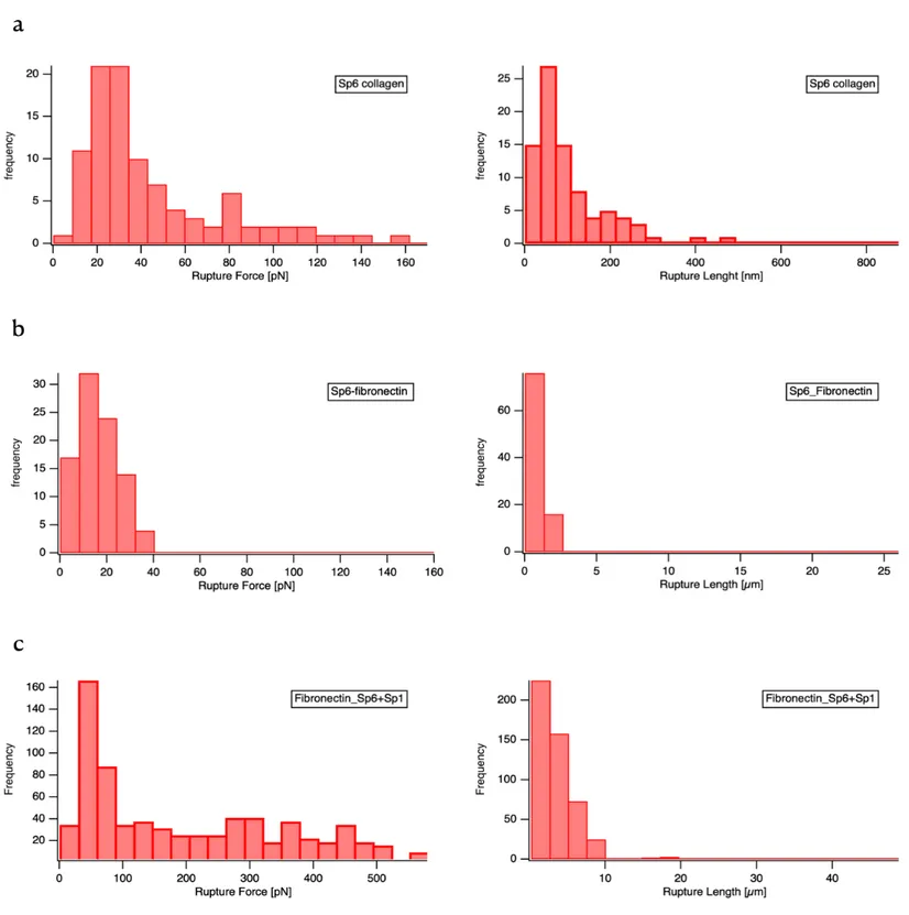 Figura 9: AFM-based single molecule force spectroscopy of Sp6 and Sp1: Histogram of detected rupture forces (left) and rupture  length (right) of (a) Sp1 against collagen (a), Sp6 against fibronectin (b), and a combination of Sp6 and Sp1 on the AFM cantile