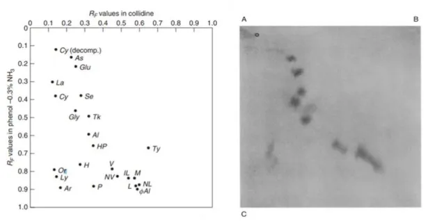 Figure 2.10. Expected positions of a series of amino-acids on a 2D paper chromatogram  (on the left) and comprehensive 2D chromatogram experimentally obtained (on the right)  using collidine as  1 D (A-B) and a phenol-ammonia mixture in the  2 D (A-C)