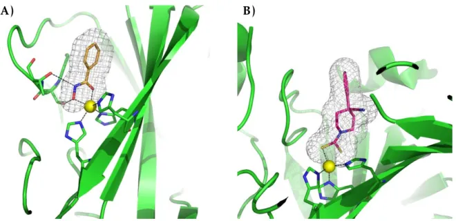Figure 1.8: X–ray adducts of non–classical zinc binders. Panel A): N–(Hydroxy)–benzamide ( 2 ) in complex with hCA II (PDB code: 4FL7) [ 28 ]; Panel B): 4–cyano–4–phenylpiperidine–1–