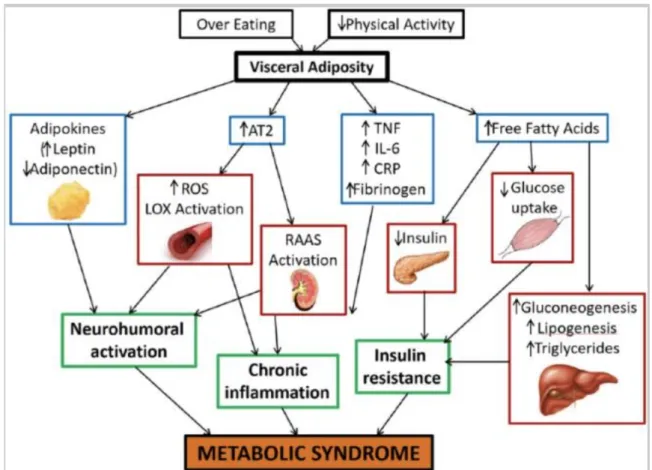 Figura  5.  Meccanismi  fisiopatologici  nella  sindrome  metabolica.  AT2,  recettore  dell'angiotensina  II  tipo  2;  CRP,  proteina  C  reattiva;  IL-6,  interleuchina  6;  LOX,  lipoproteine  a  bassa  densità  ossidate  simili  alla  lectina;  RAAS, 