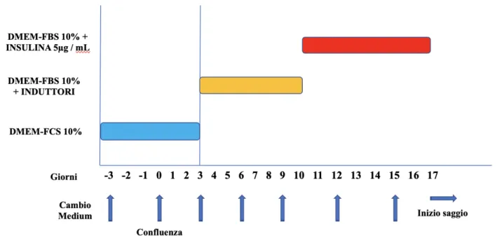 Figura 1: schema di differenziamento delle cellule 3T3-L1. Fino a tre giorni post-confluenza, le  cellule  vengono  mantenute  in  DMEM  con  FCS,  L-glutammina  e  penicillina/streptomicina